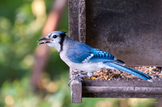 Bluejay 