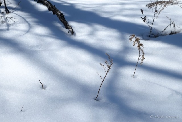 Shadows in the Snow