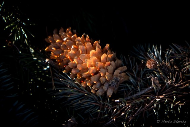 Pine Cone