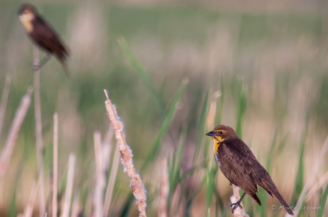 Yellow-headed Blackbird  (Female)