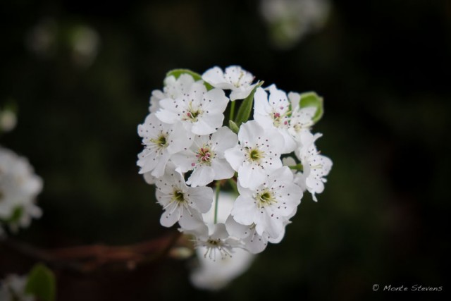 Apple Blossoms 