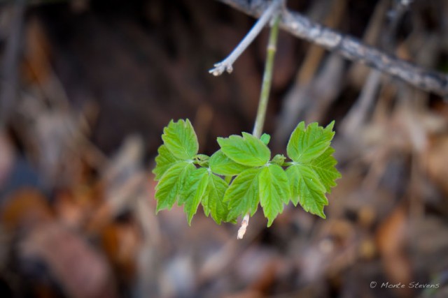 New Growth 