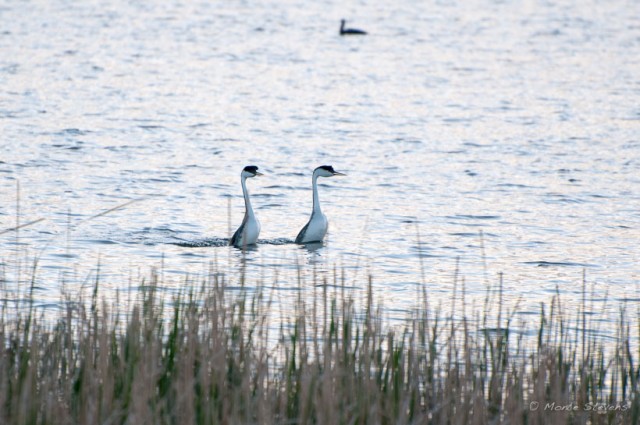 Western Grebes in a rushing courtship