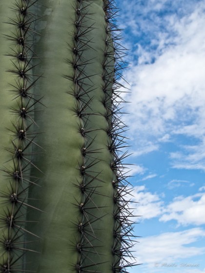 Saguaro 