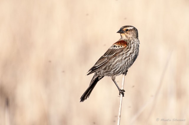 Red-winged Blackbird