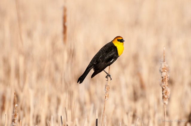 Yellow-Headed Blackbird 