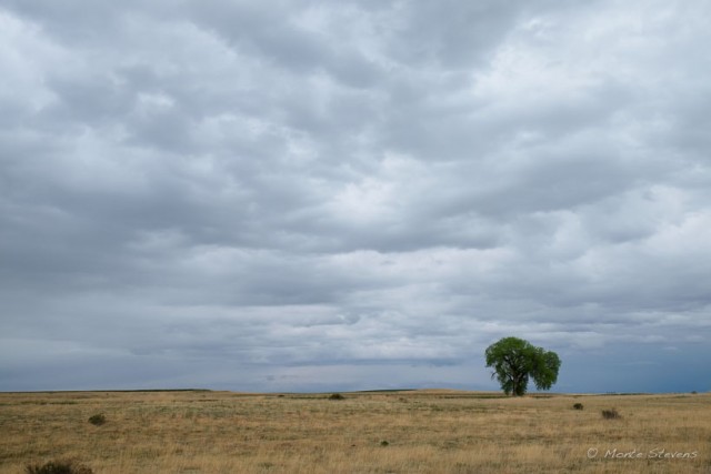 Cottonwood After the Storm
