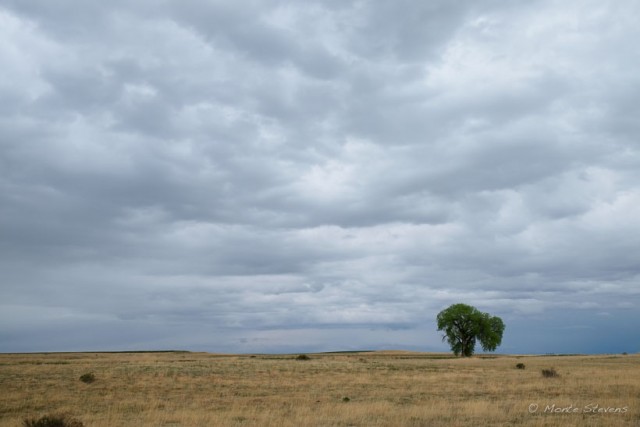 Cottonwood After the Storm 