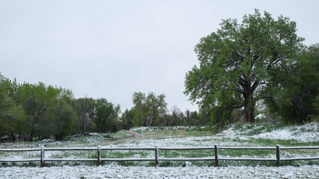 Snow Covered Trail and a favorite Cottonwood tree