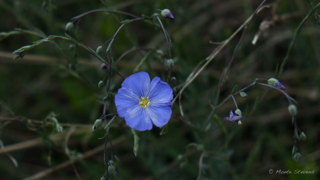 Blue Flowers