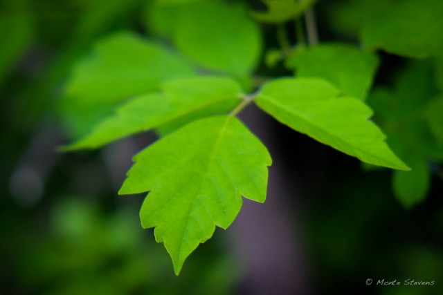 Green Leaves 