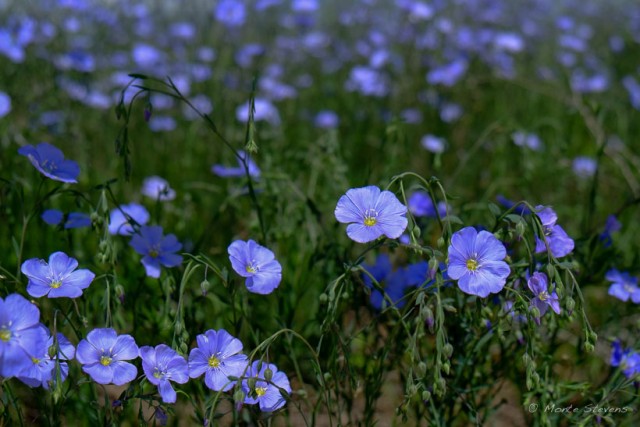 Blue Flax