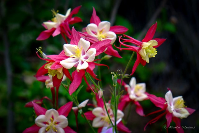 Columbines