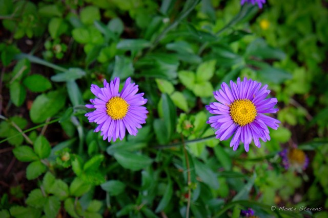 Purple Flowers 