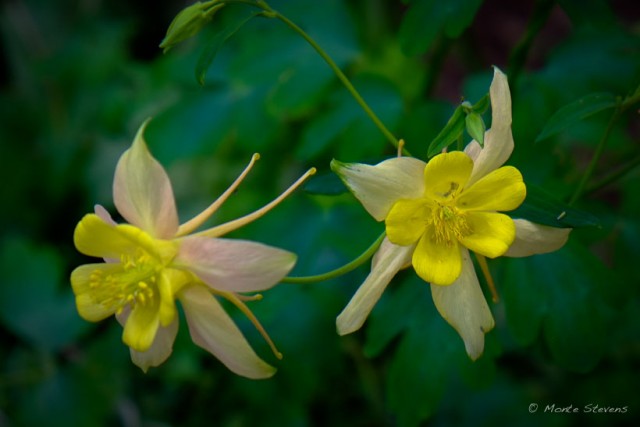 Yellow Columbines 