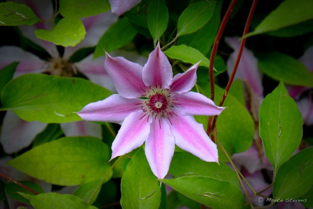 Clematis 