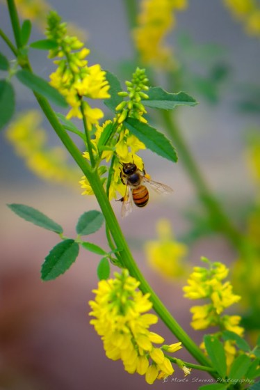 Loaded with Pollen