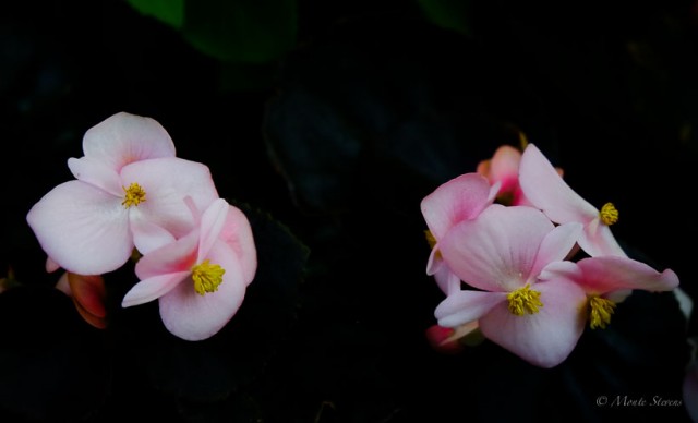 Begonias 