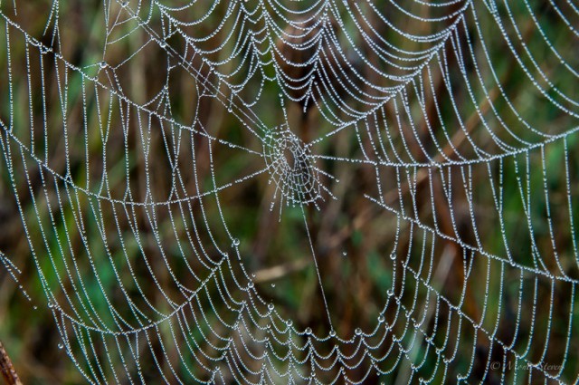 Dew Covered Spiderweb - Cades Cove Great Smoky Mountains