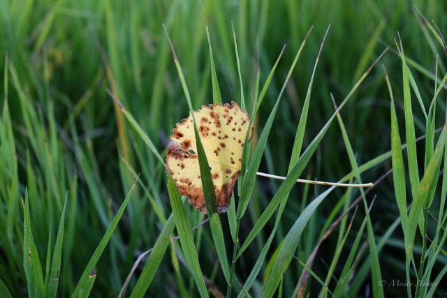 Caught in the Grass