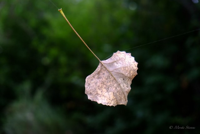 Suspended in a Web