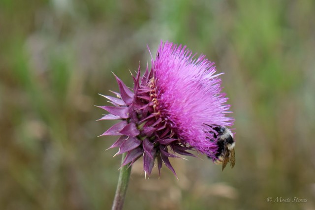 A Busy Bee in Moraine Meadows