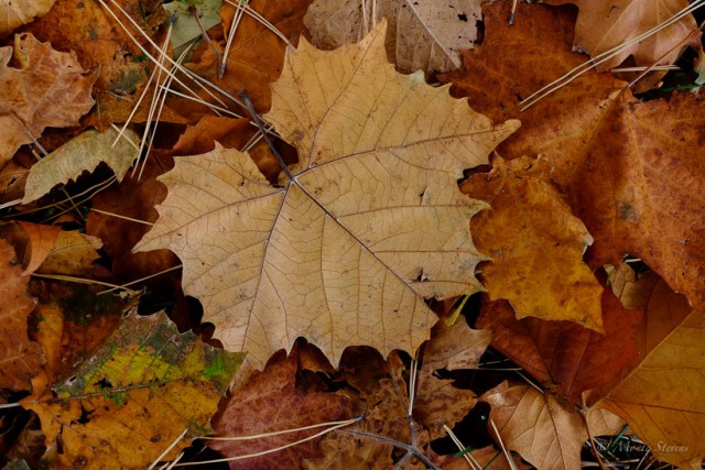 Big Leaf Maple