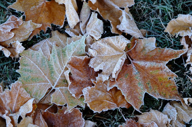 Frosted Leaves