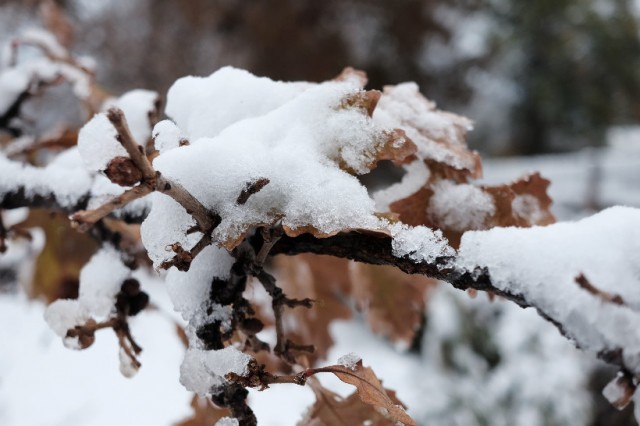 Last week it was frost this week it's snow