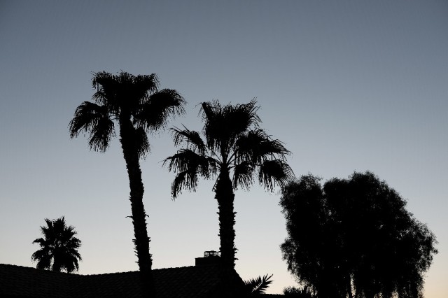 Palm trees against the western skies