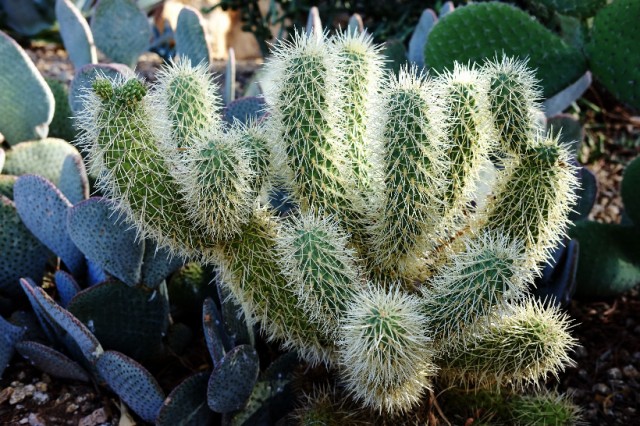 Jumping Cholla Cactus