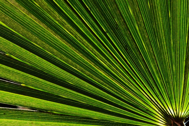 Palm Tree Leaves