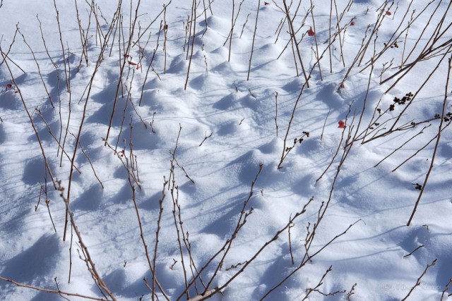Patterns of Snow and Plants