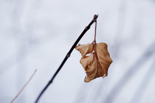 A leaf that is hanging on all winter