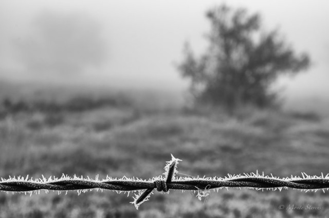 A Cold and Frosty Morning