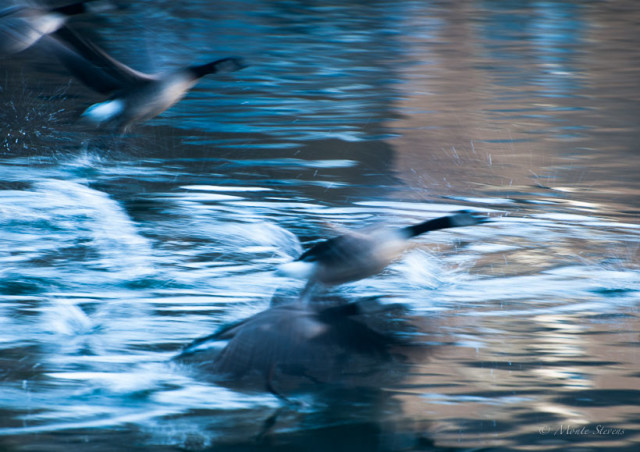 Canada Geese Lifting Off