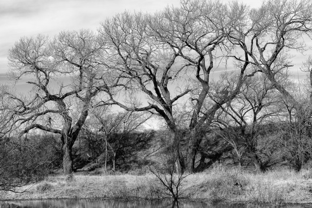 Trees along the banks of the Kiowa Creek
