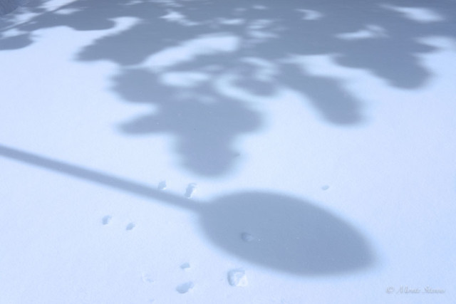 Winter Shadows