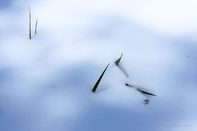 Melting snow, shadows and blades of grass