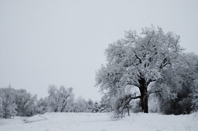 Cottonwood Tree Along Fisher Nature Trail