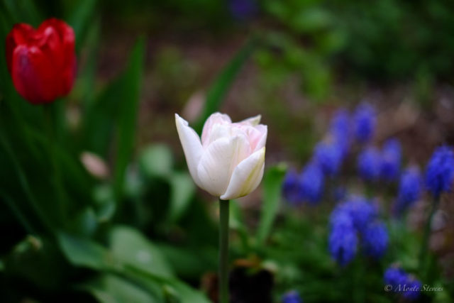 White Tulip and Friends
