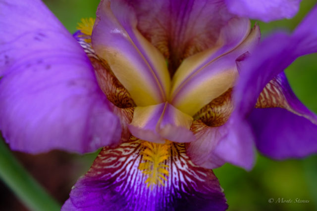 Iris 