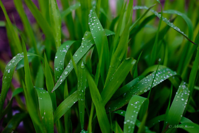 Raindrops on the grass 