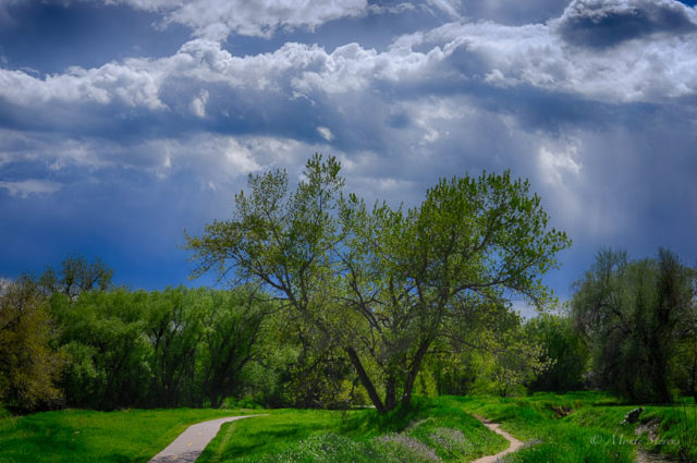 Cottonwood on Fisher Natre Trailu