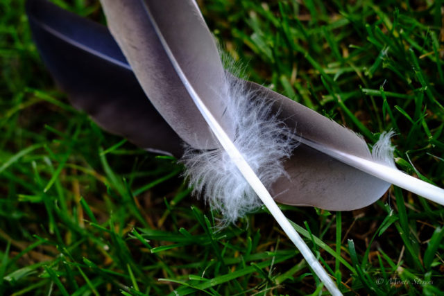 Canada Goose Feathers