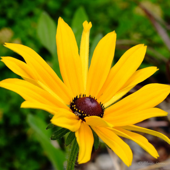 Coneflower