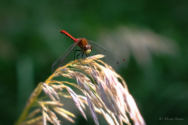 Dragonfly 