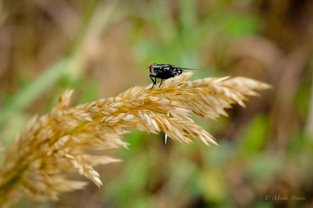 Black and White Fly
