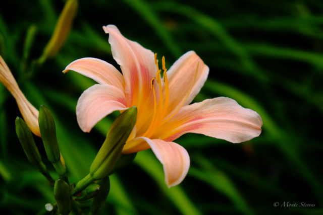 Day Lily