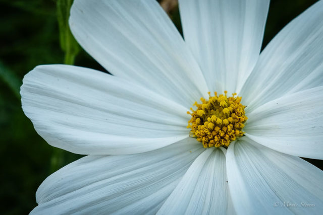 Daisies 